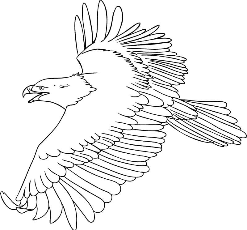 Bald eagle coloring pages printable for free download