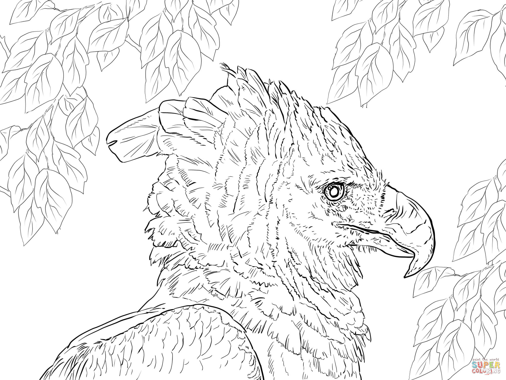Harpy eagle portrait coloring page free printable coloring pages