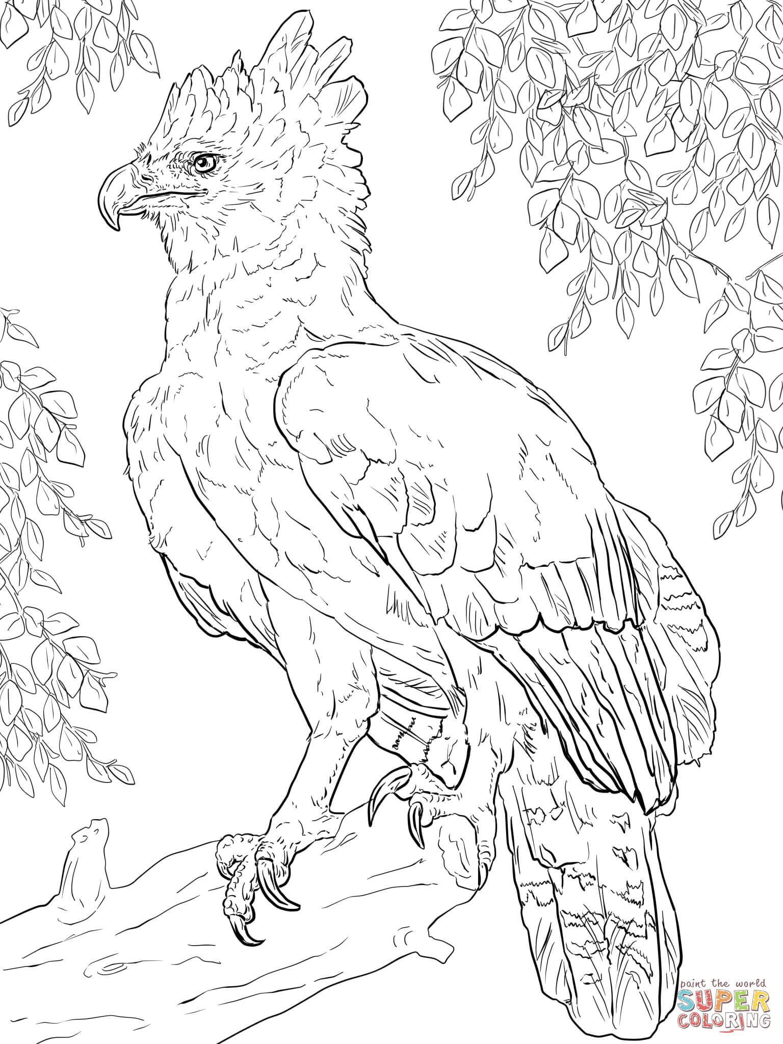 Harpy eagle perched on a branch coloring page free printable coloring pages