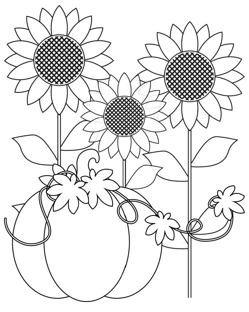 Pumpkin harvest coloring page