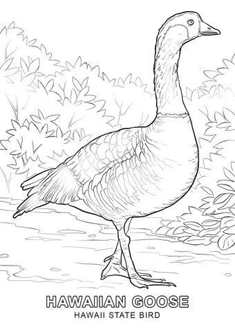 Hawaii state bird coloring page free printable coloring pages