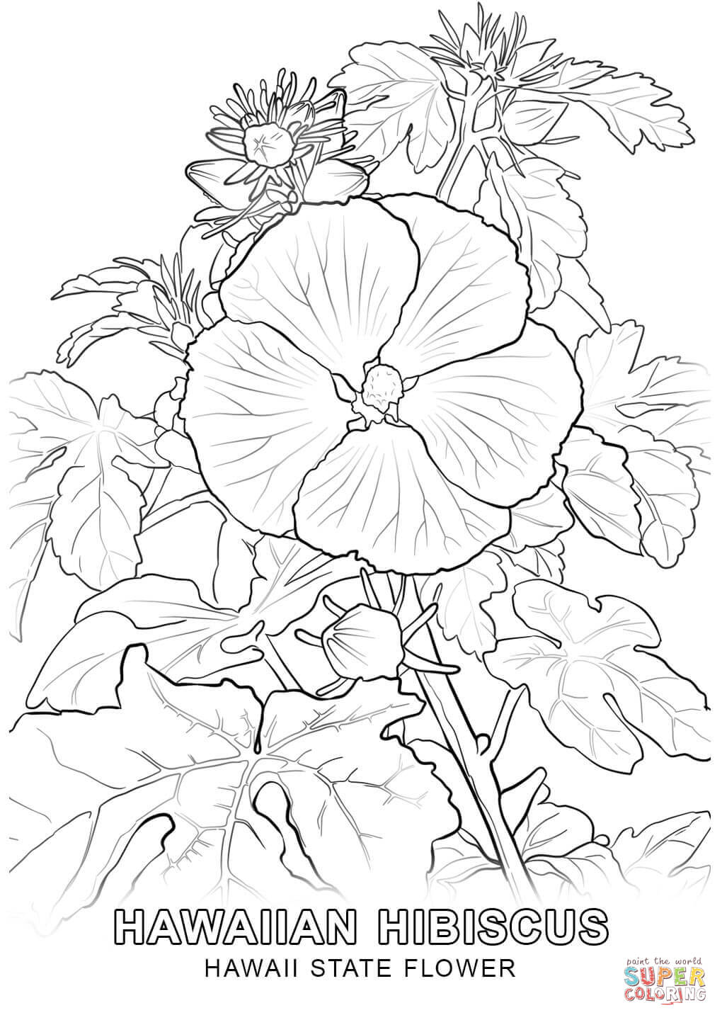 Hawaii state flower coloring page free printable coloring pages