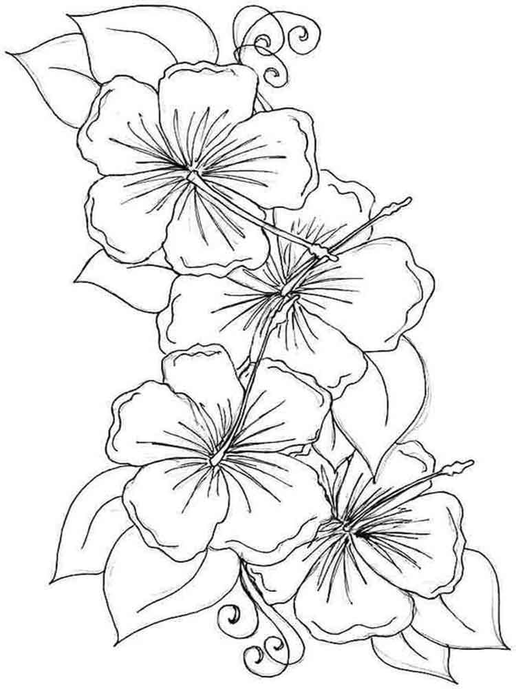 Hibiscus coloring pages