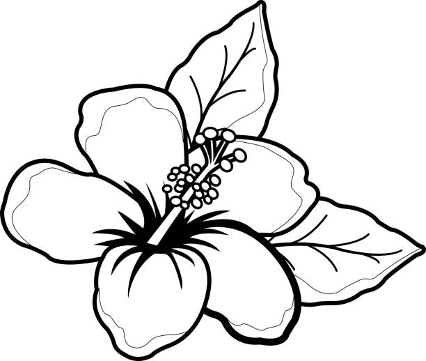 Hawaiian hibiscus flower black and white coloring book page stock illustration