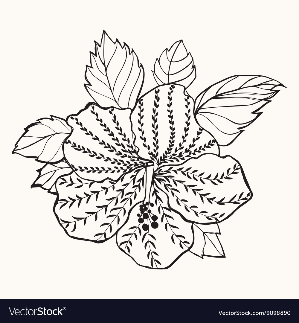 Hawaii hibiscus flower leaf for coloring book vector image