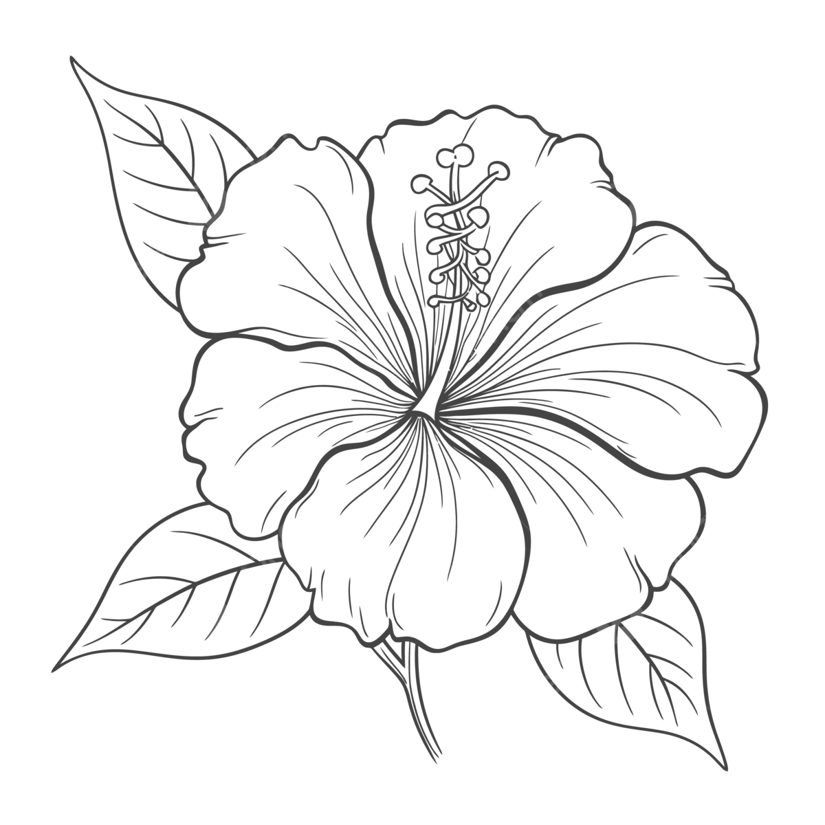 Drawing of an outline hibiscus flower coloring pages sketch vector flower drawing wing drawing ring drawing png and vector with transparent background for free download