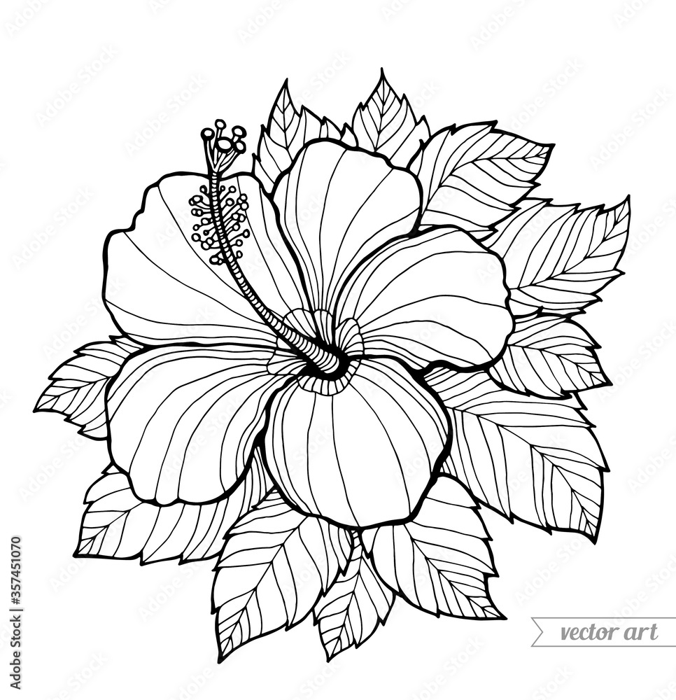 Hibiscus flower and leaves vector coloring book page for adult hand drawn artwork black and white vector