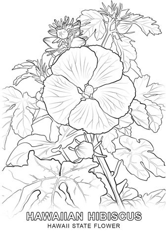 Hawaii state flower coloring page free printable coloring pages
