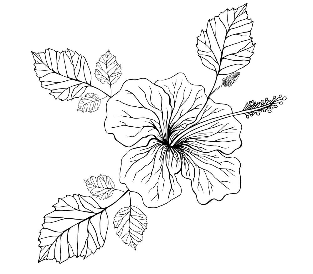 Hibiscus flower printable coloring page