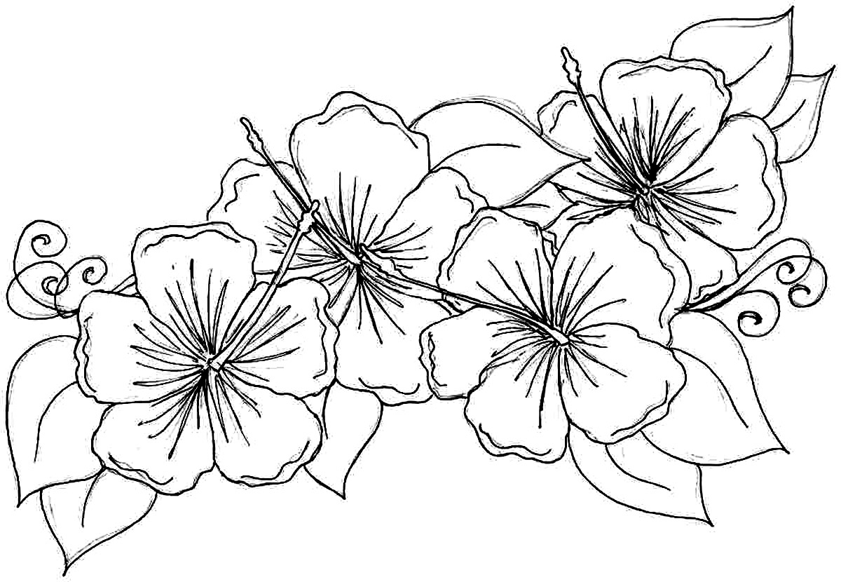 Free printable hibiscus coloring pages for kids