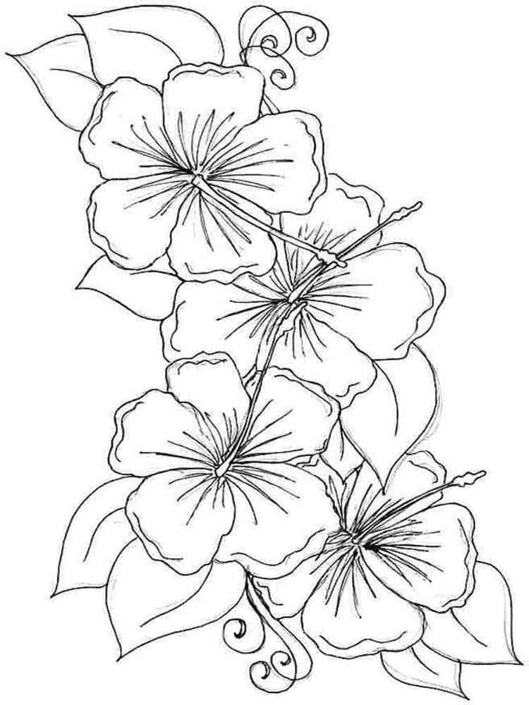 Hibiscus flower free printable coloring page