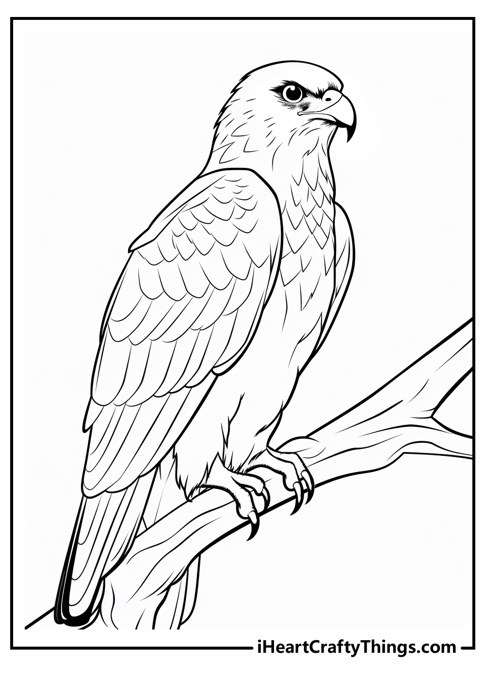 Hawk animals coloring pages free printables