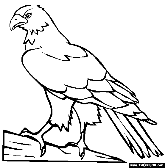 Perched hawk coloring page free perched hawk online coloring bird coloring pages disney character drawings eagle painting