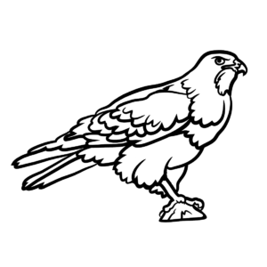 Hawks coloring pages printable for free download