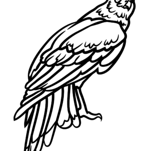 Hawks coloring pages printable for free download