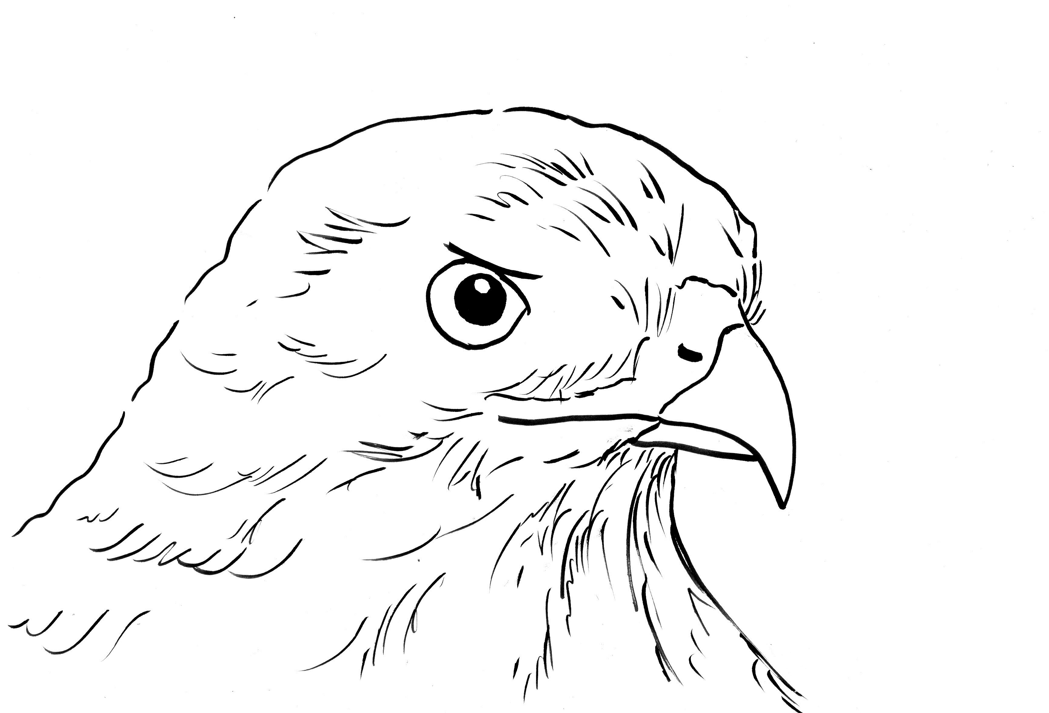 Hawk coloring page