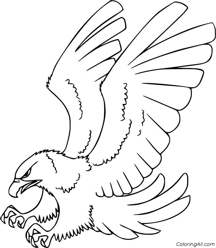 Hawk coloring pages bird coloring pages animal coloring pages coloring pages