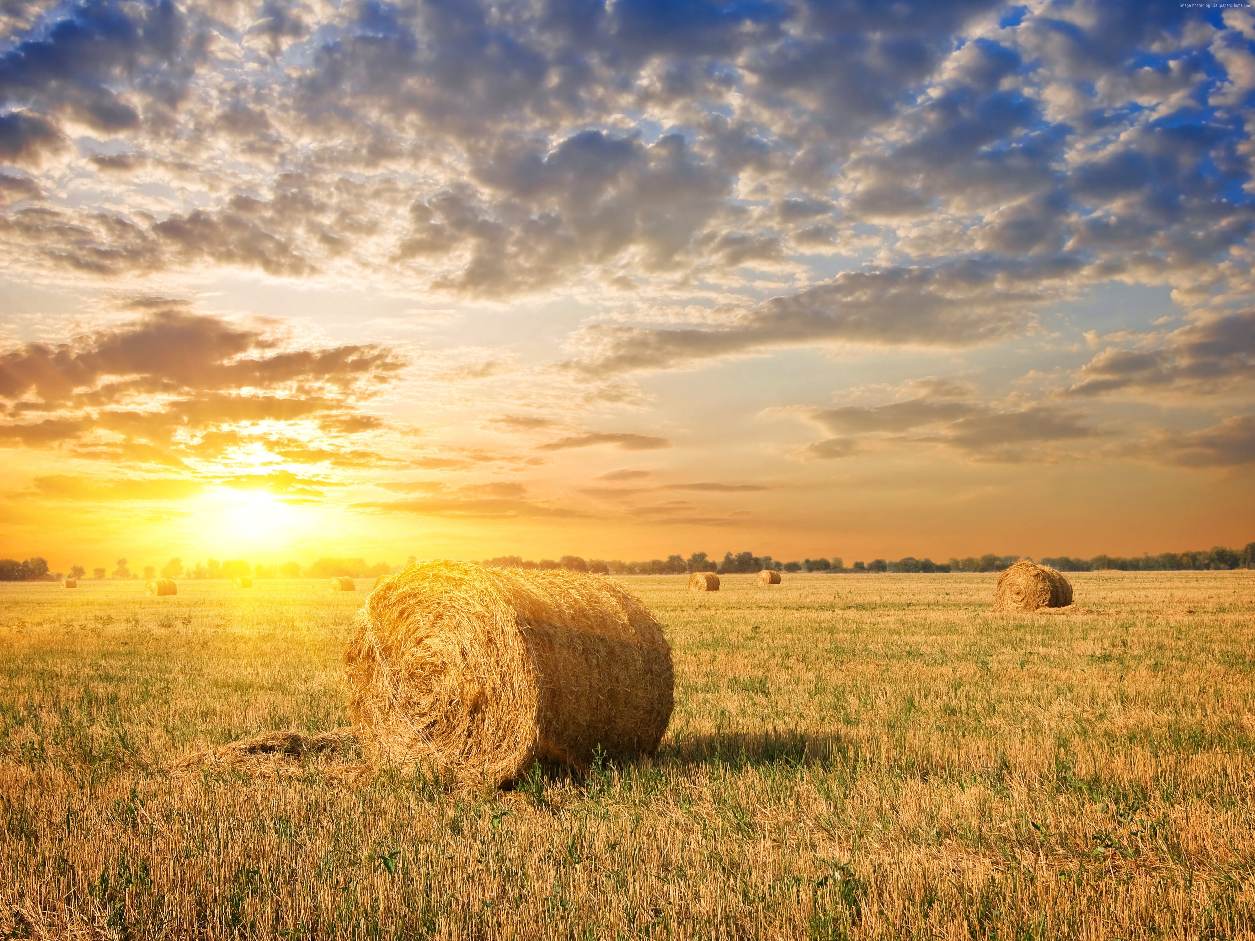 Straw Hay Bale Background Images, HD Pictures and Wallpaper For Free  Download