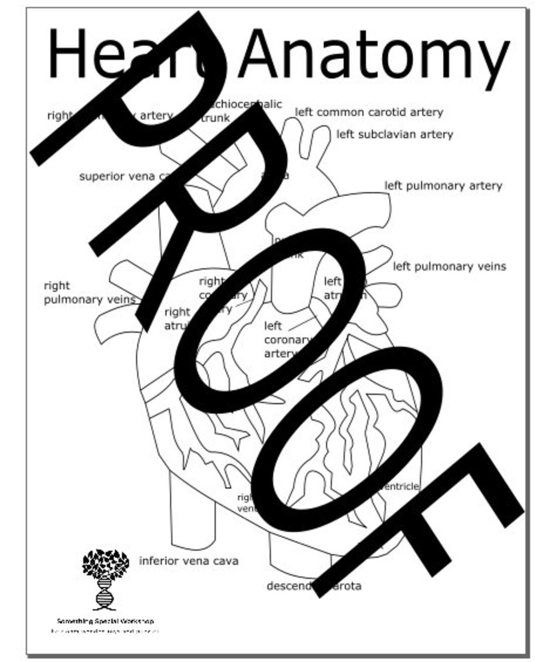 Heart anatomy coloring page