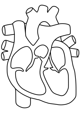 Human heart coloring page free printable coloring pages