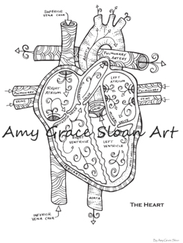 Heart anatomy coloring page by amy grace sloan tpt