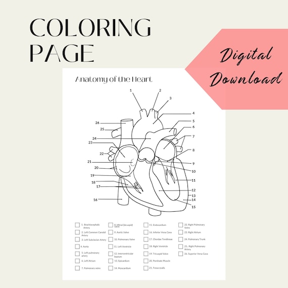 Anatomy coloring page heart diagram heart coloring page digital download