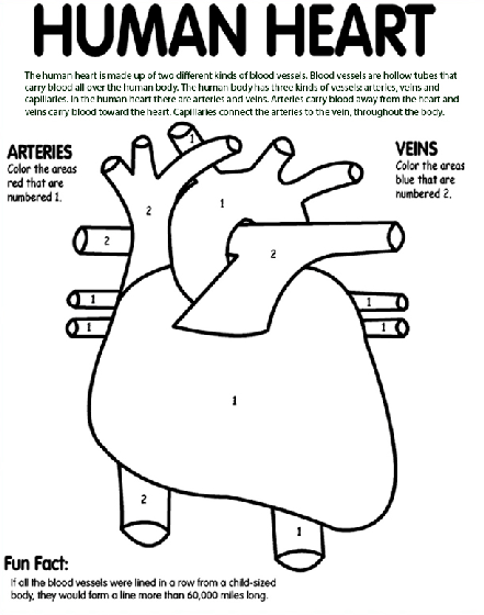 Human heart coloring page