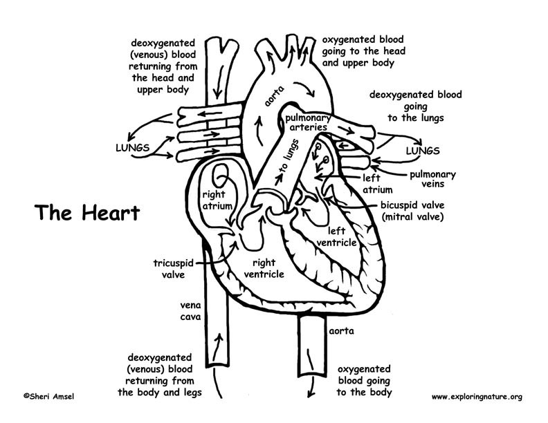 Heart blood flow coloring page