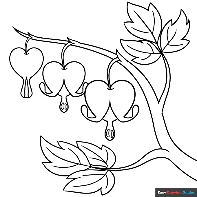 Bleeding heart flower coloring page easy drawing guides