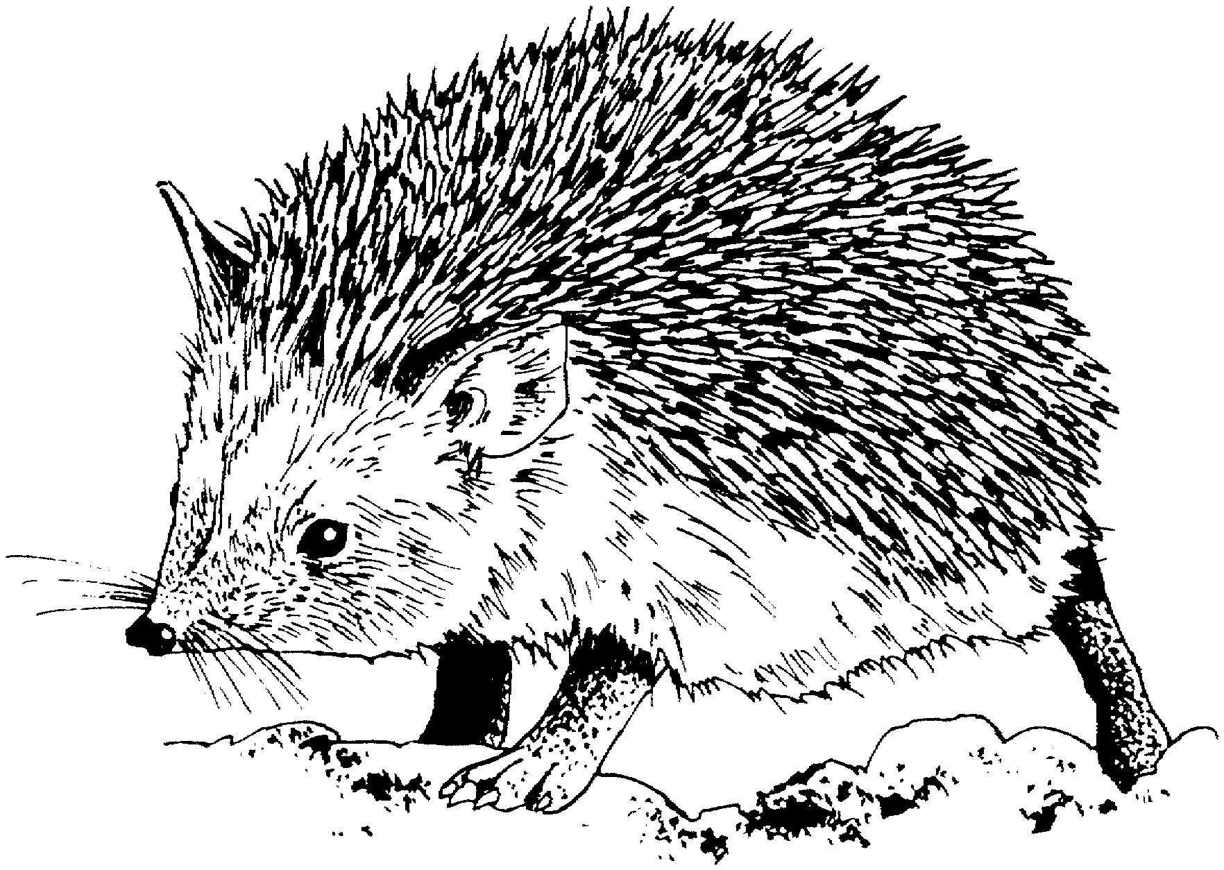 Coloring pages realistic hedgehog coloring pages