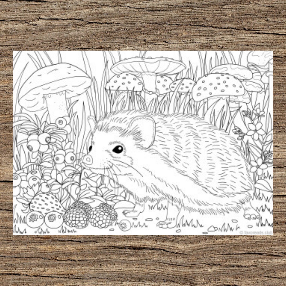 Hedgehog printable adult coloring page from favoreads