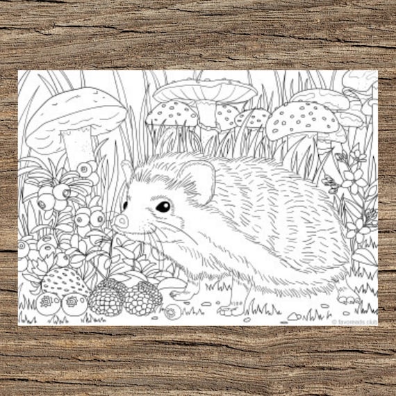 Hedgehog printable adult coloring page from favoreads coloring book pages for adults and kids coloring sheets coloring designs download now