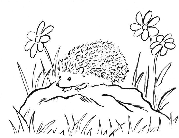 Todays free printable hedgehog coloring page you can download the pdf here no related posts hedgehog colors hedgehog drawing hedgehog illustration