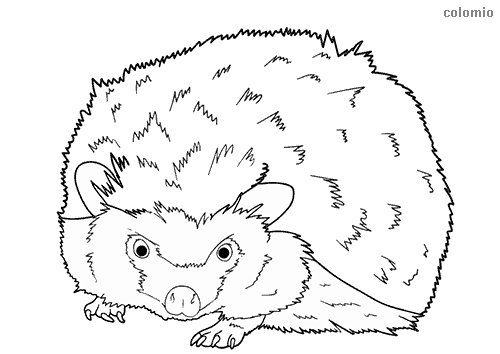 Hedgehogs coloring pages free printable hedgehog coloring sheets