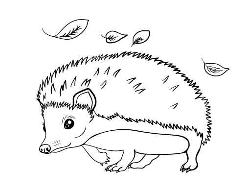 Image result for hedgehog colouring pictures to print love coloring pages hedgehog colors coloring pages