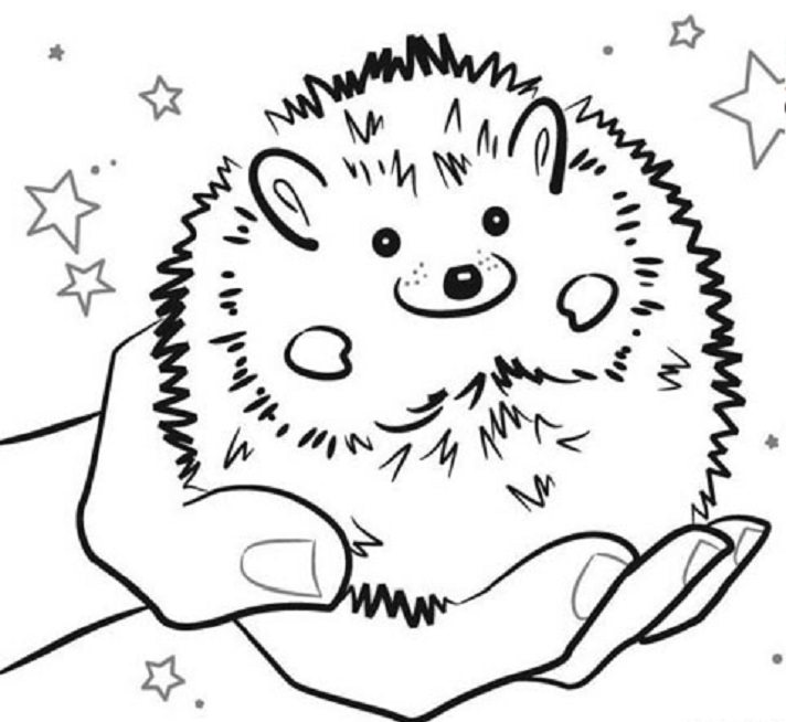 Hedgehog coloring pages