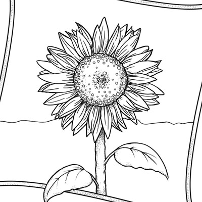 Sunflower coloring page c