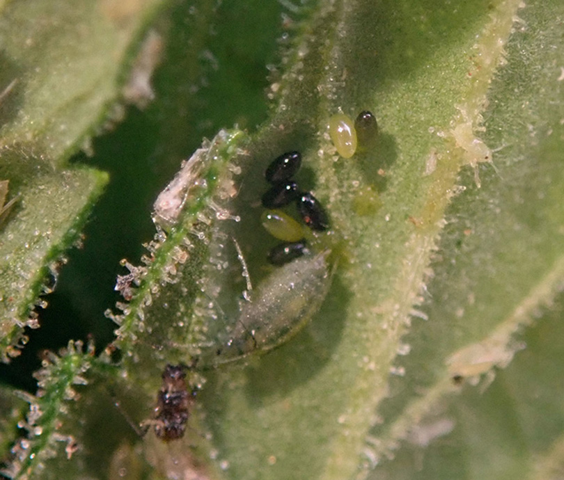 Cannabis aphid