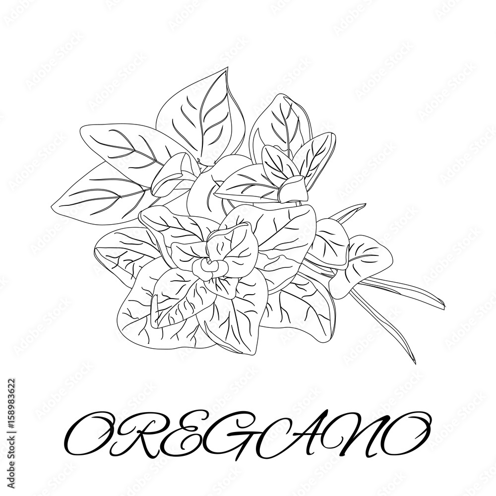 Oregano spices and herbs page for coloring book doodle design white and black sample vector illustration vector