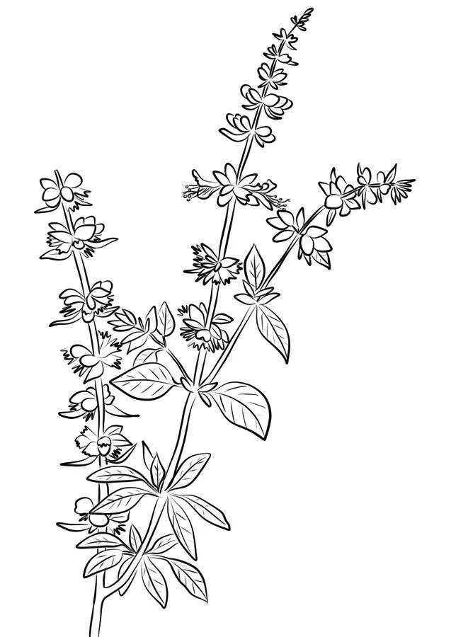 Herbs coloring pages