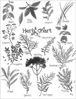 Fresh herbs are wonderful and dried herbs are wonderfully convenient either way herbs can really add â witch coloring pages botanical drawings coloring pages