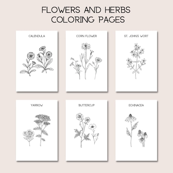 Flowers herbs coloring pages pages spring and summer homeschool printable plant identification nature coloring book download now