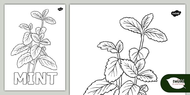 Herb colouring sheet mint teacher made