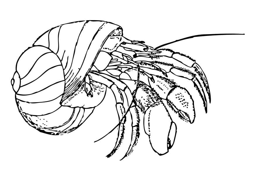 Coloring page hermit crab