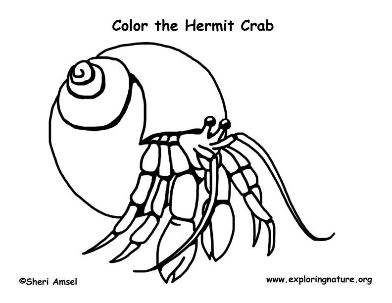 Hermit crab coloring page