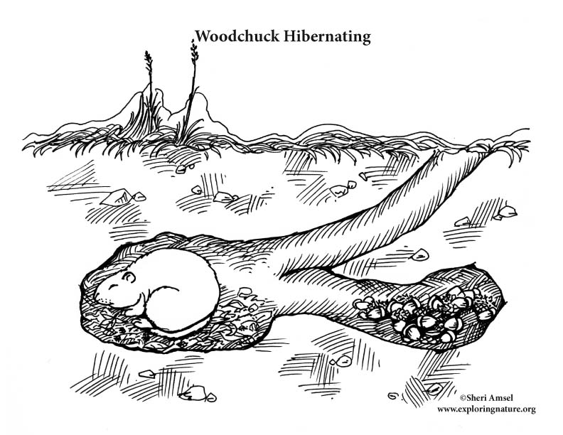 Woodchuck hibernating coloring page