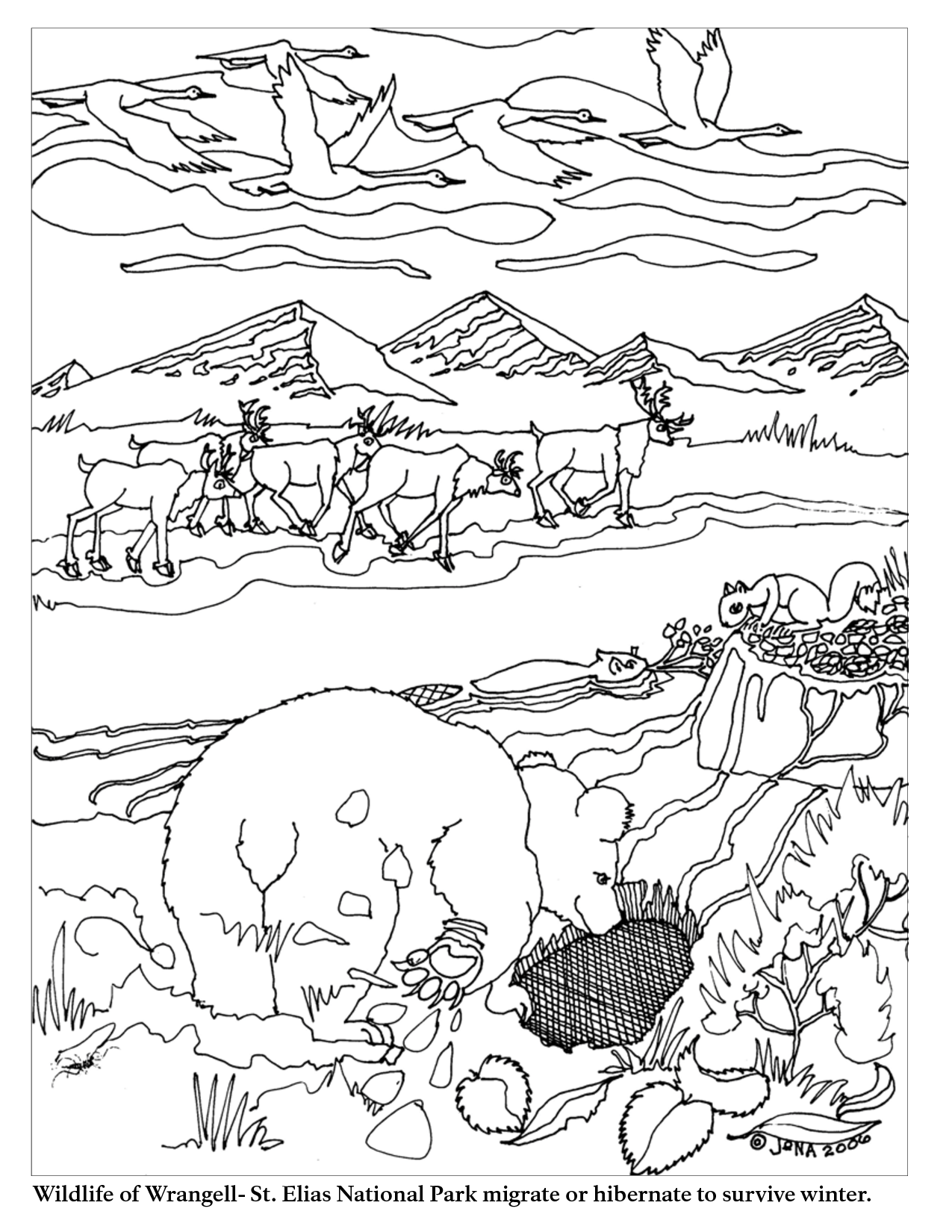 Animal migration coloring pages hibernating animals preschool animals that hibernate bird coloring pages