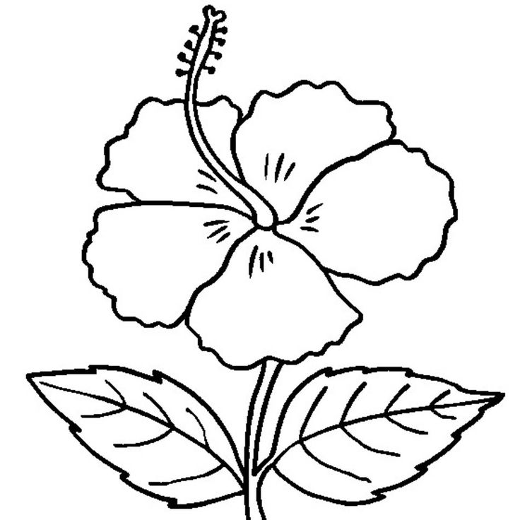 Free printable hibiscus coloring pages for kids flower coloring pages simple flower drawing hibiscus flower drawing