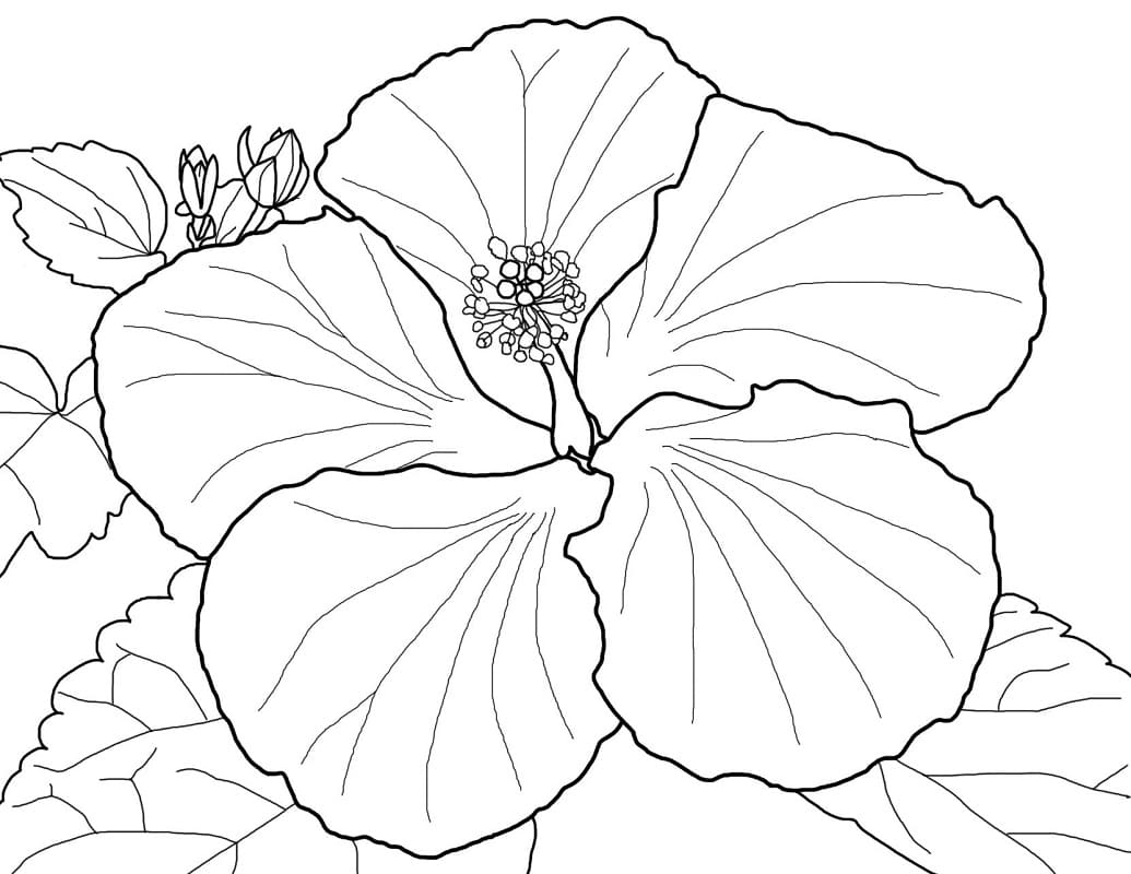 Print hibiscus coloring page