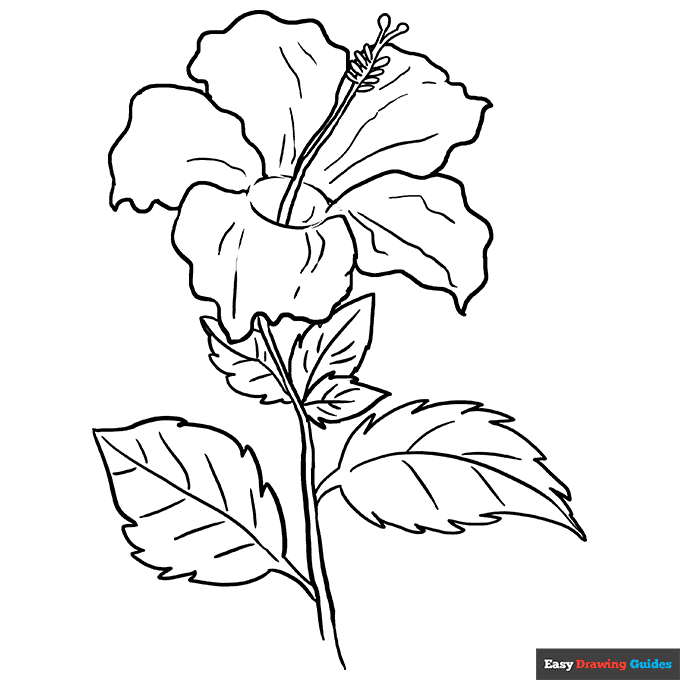 Hibiscus coloring page easy drawing guides